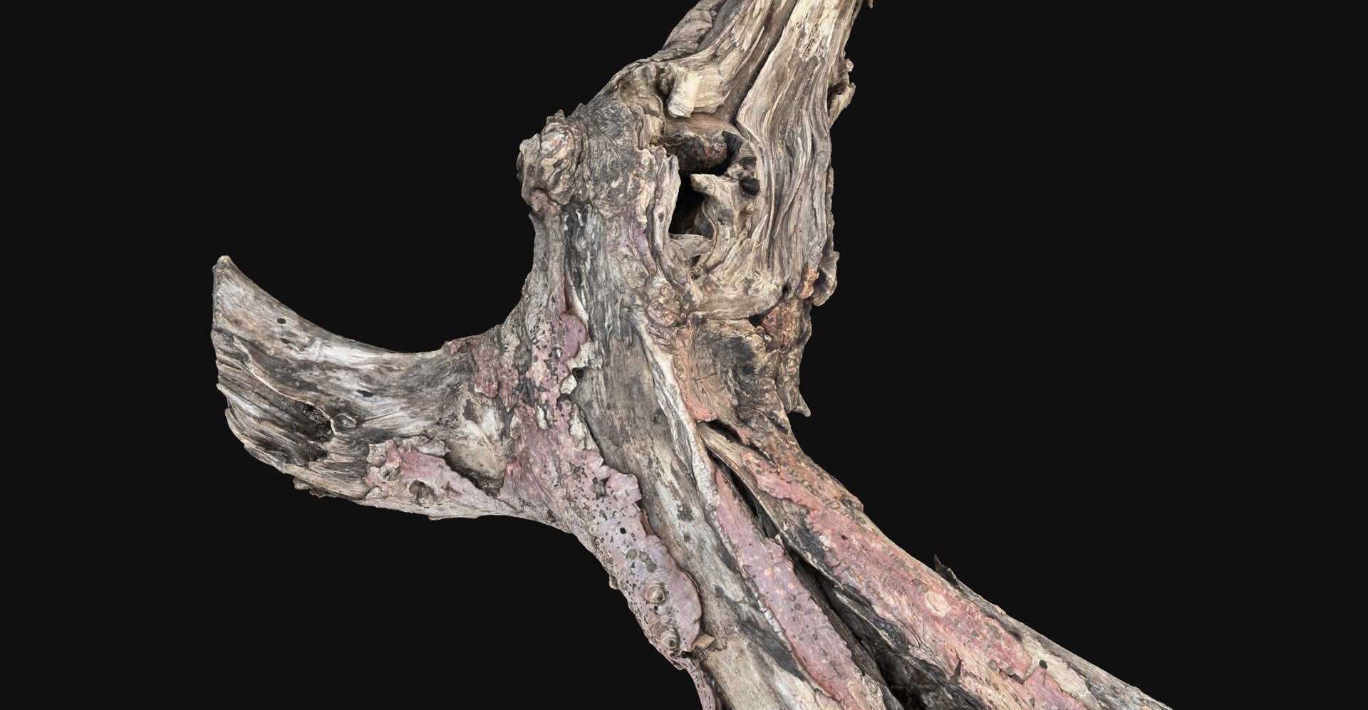 Realistic Tree Branch Wood Trunk 3D Scan highpoly 3D model https://p.turbosquid.com/ts-thumb/Yv/m2zdU7/04/scr04/jpg/1764211403/1920x1080/fit_q87/1a7c73e60d54581958e11d78088f225da18e8e2e/scr04.jpg
