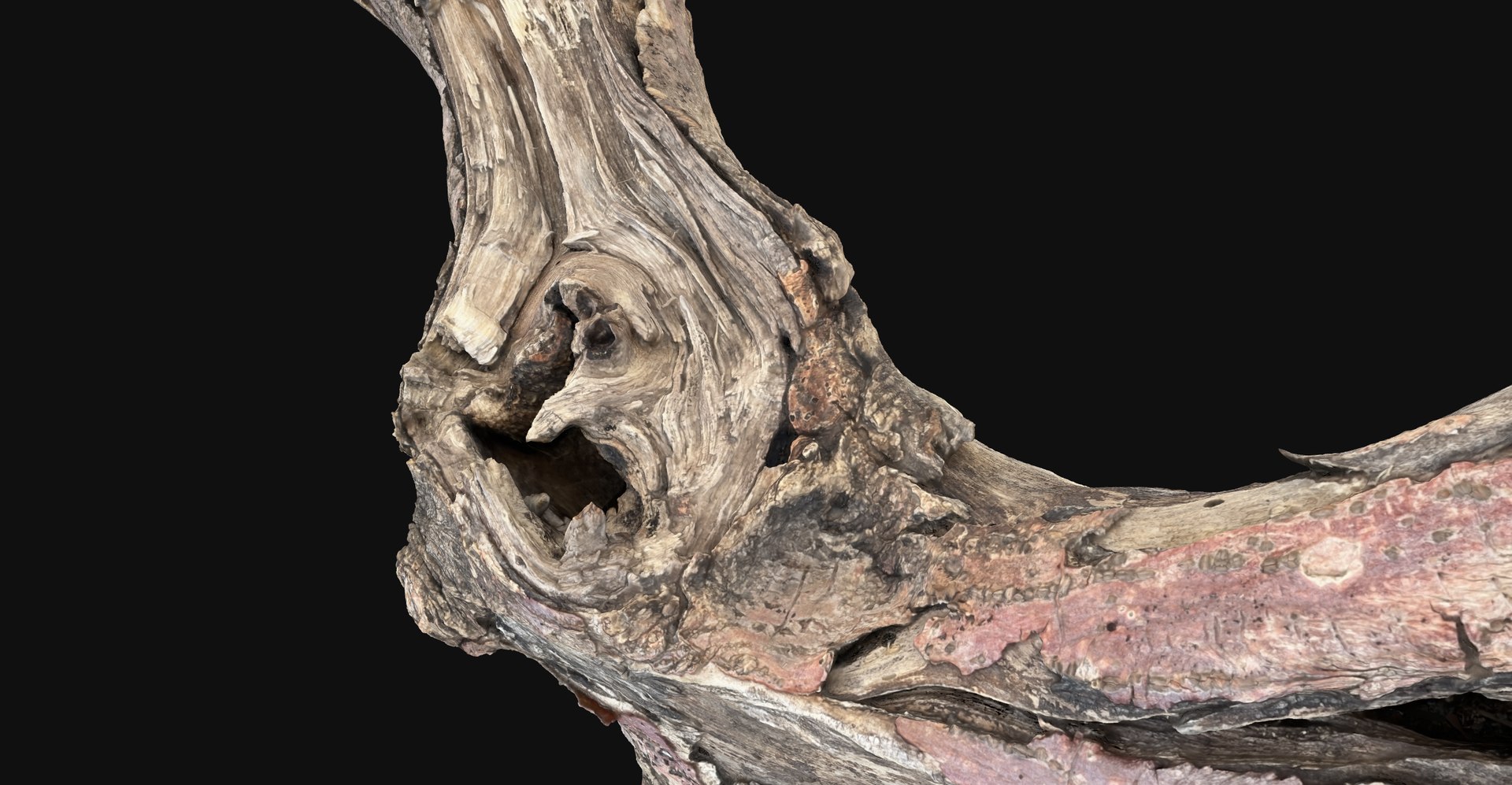 Realistic Tree Branch Wood Trunk 3D Scan highpoly 3D model https://p.turbosquid.com/ts-thumb/Yv/m2zdU7/3G/scr15/jpg/1764211411/1920x1080/fit_q87/fca0cd5b25e58be2ad84d2a94058a4c425ae3e96/scr15.jpg