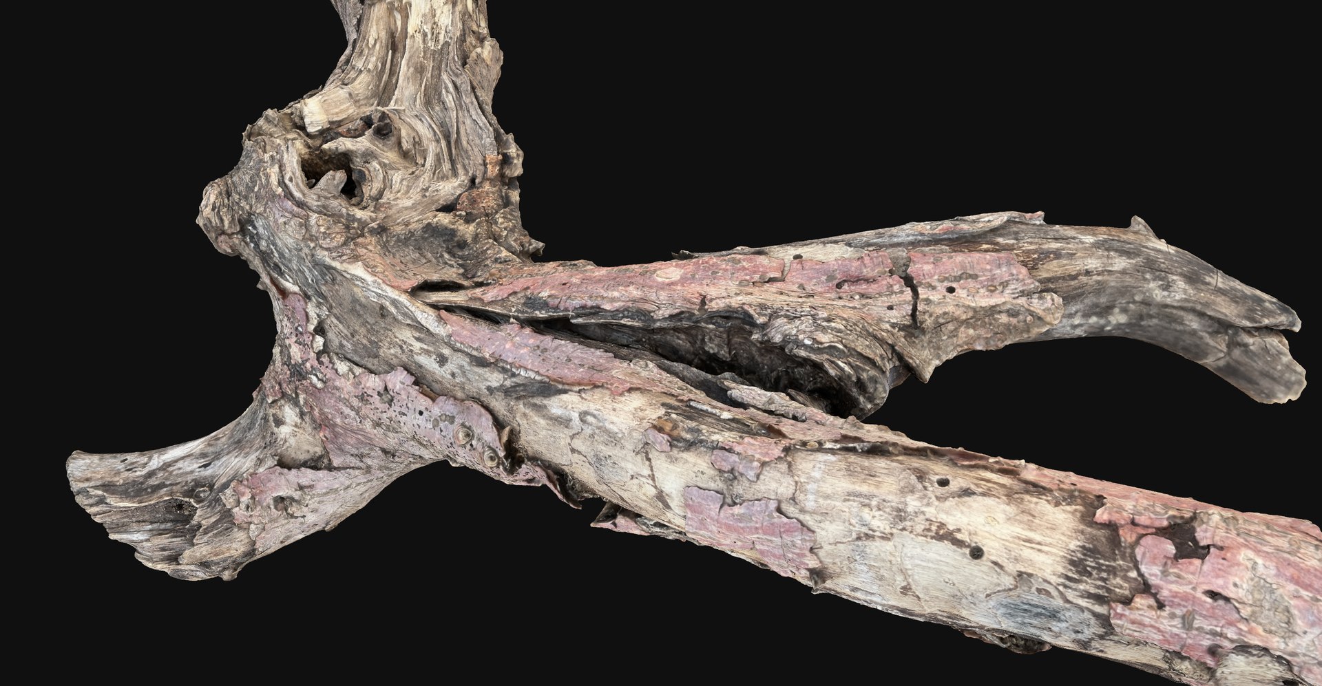 Realistic Tree Branch Wood Trunk 3D Scan highpoly 3D model https://p.turbosquid.com/ts-thumb/Yv/m2zdU7/U1/scr11/jpg/1764211409/1920x1080/fit_q87/6152efddc3f70992effecd7c9aa9c96b22446ebf/scr11.jpg