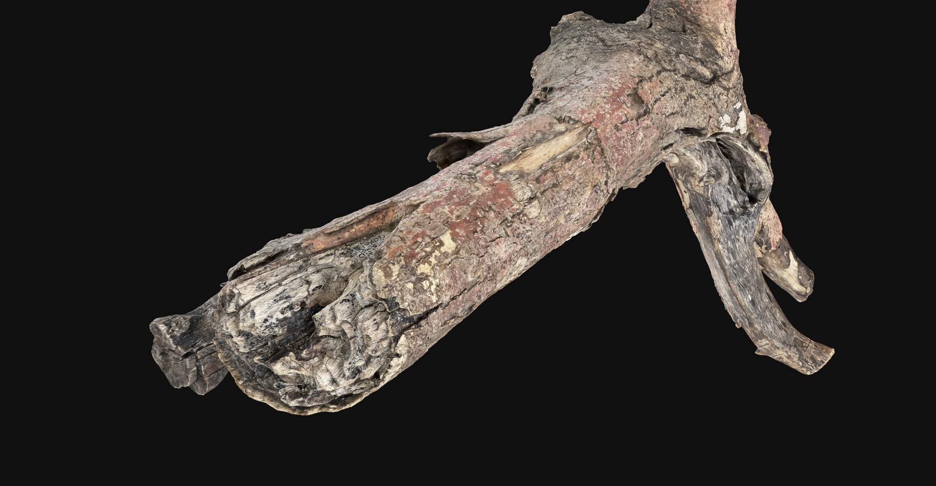 Realistic Tree Branch Wood Trunk 3D Scan highpoly 3D model https://p.turbosquid.com/ts-thumb/Yv/m2zdU7/wt/scr09/jpg/1764211407/1920x1080/fit_q87/e8124897ac1b1e8bc435f6da719b31b067403267/scr09.jpg