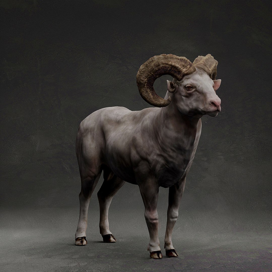 3D Bighorn sheep https://p.turbosquid.com/ts-thumb/Yv/qVI2ot/Gq/2/jpg/1707243169/1920x1080/fit_q87/c58315dc6437ccd29415b3f34fd4a0c54e831045/2.jpg