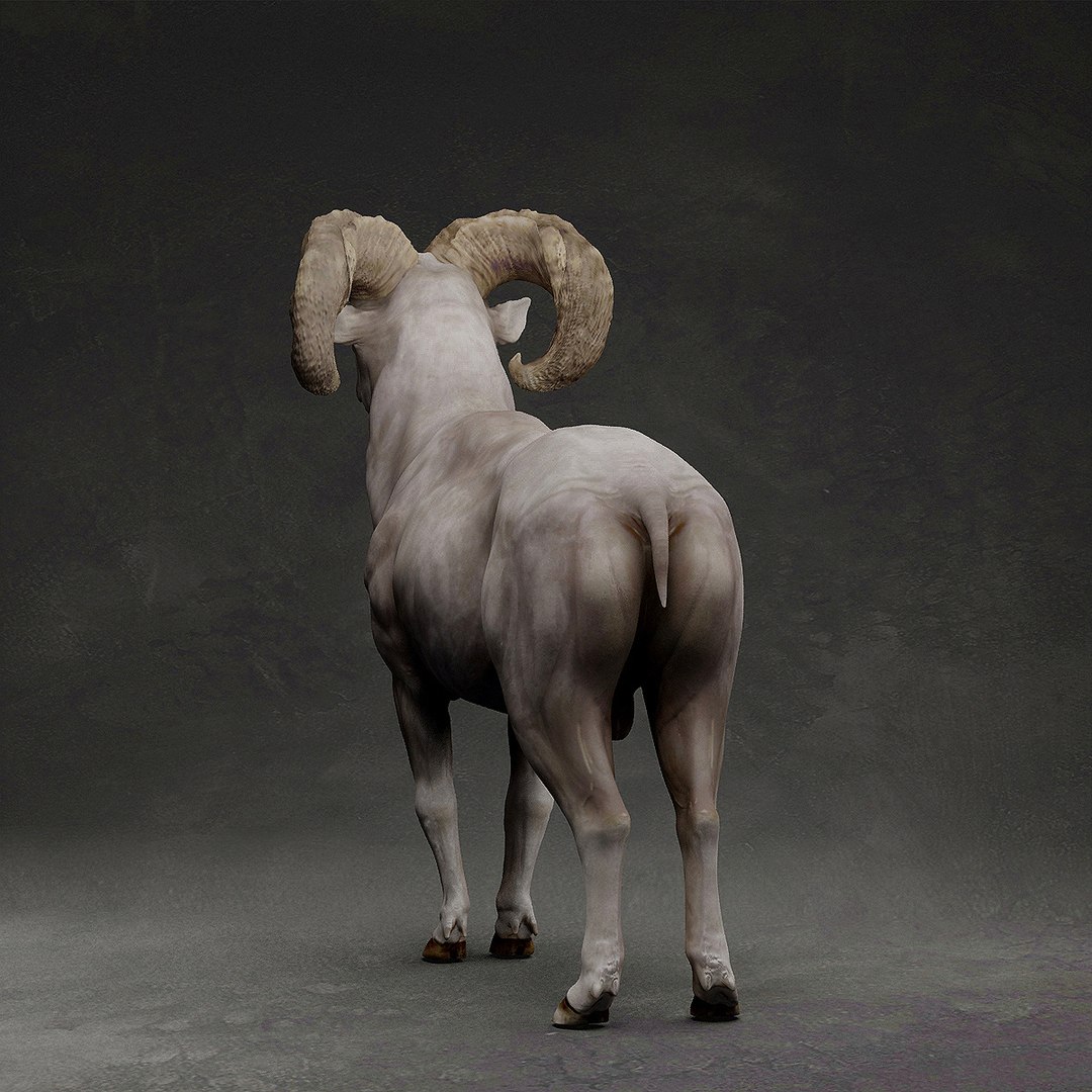3D Bighorn sheep https://p.turbosquid.com/ts-thumb/Yv/qVI2ot/N4/4/jpg/1707243171/1920x1080/fit_q87/dacc518a2f290b85713836ac8c581e7dd6289d93/4.jpg