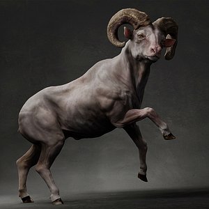 3D Bighorn sheep