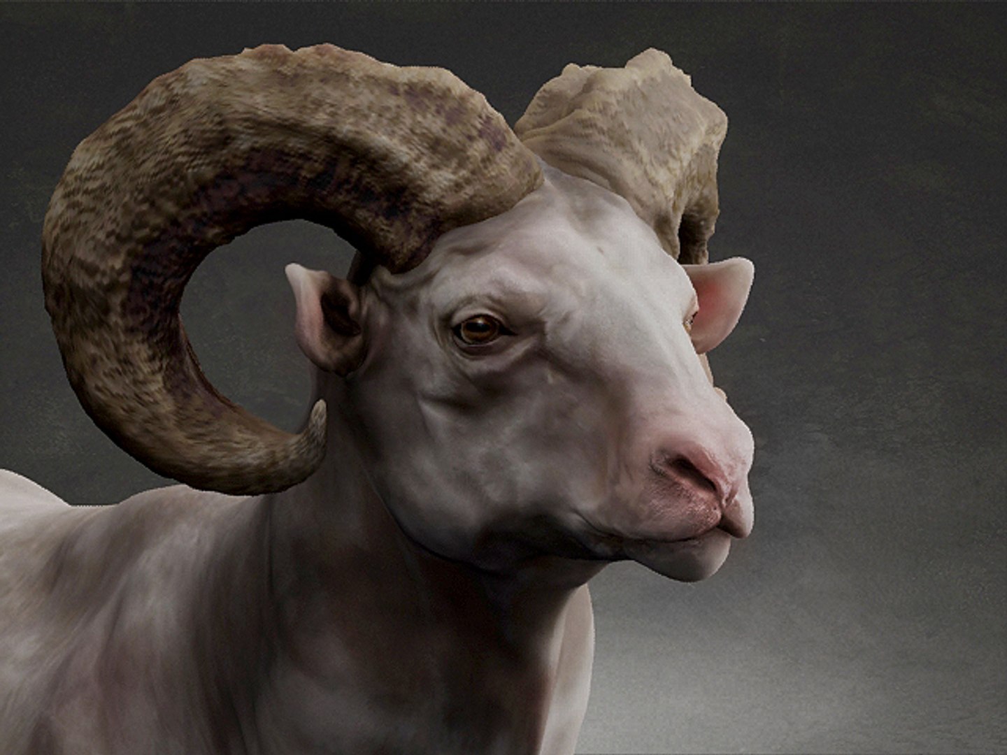 3D Bighorn sheep https://p.turbosquid.com/ts-thumb/Yv/qVI2ot/u7/5/jpg/1707243169/1920x1080/fit_q87/80ed84040bd8784428fb57b3de620e7b8eceb49e/5.jpg