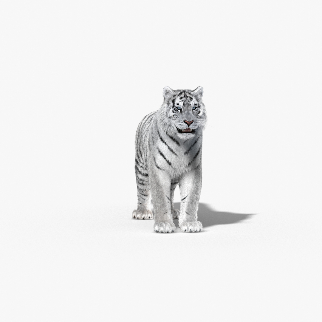 Tiger White Fur 3d Obj