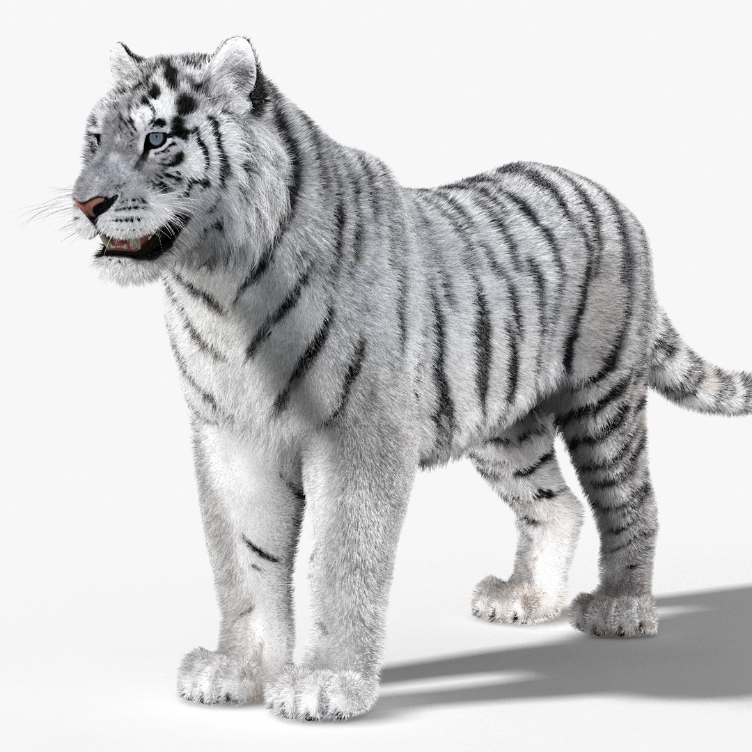 tiger white fur 3d obj https://p.turbosquid.com/ts-thumb/Yv/qlXFum/BGigSvfC/tiger03/jpg/1428264804/1920x1080/fit_q87/9e1200d1e4e84e92bed38c4f0d67eed53ed69442/tiger03.jpg