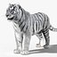 Tiger White Fur