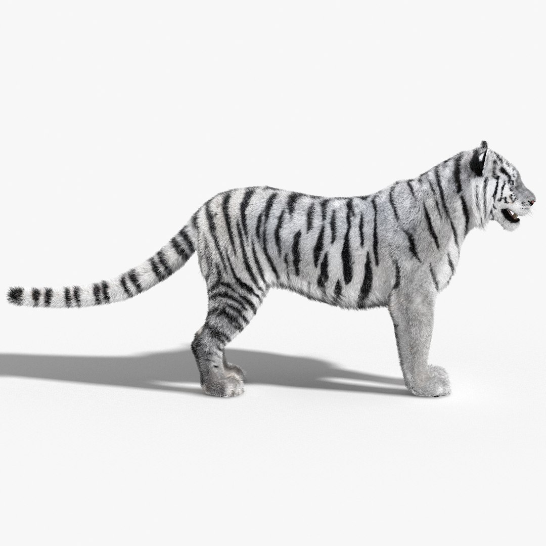 tiger white fur 3d obj https://p.turbosquid.com/ts-thumb/Yv/qlXFum/F1oOVgYu/tiger06/jpg/1428264804/1920x1080/fit_q87/34606addf4495033d9b52ae3b6cfedd891759ec1/tiger06.jpg