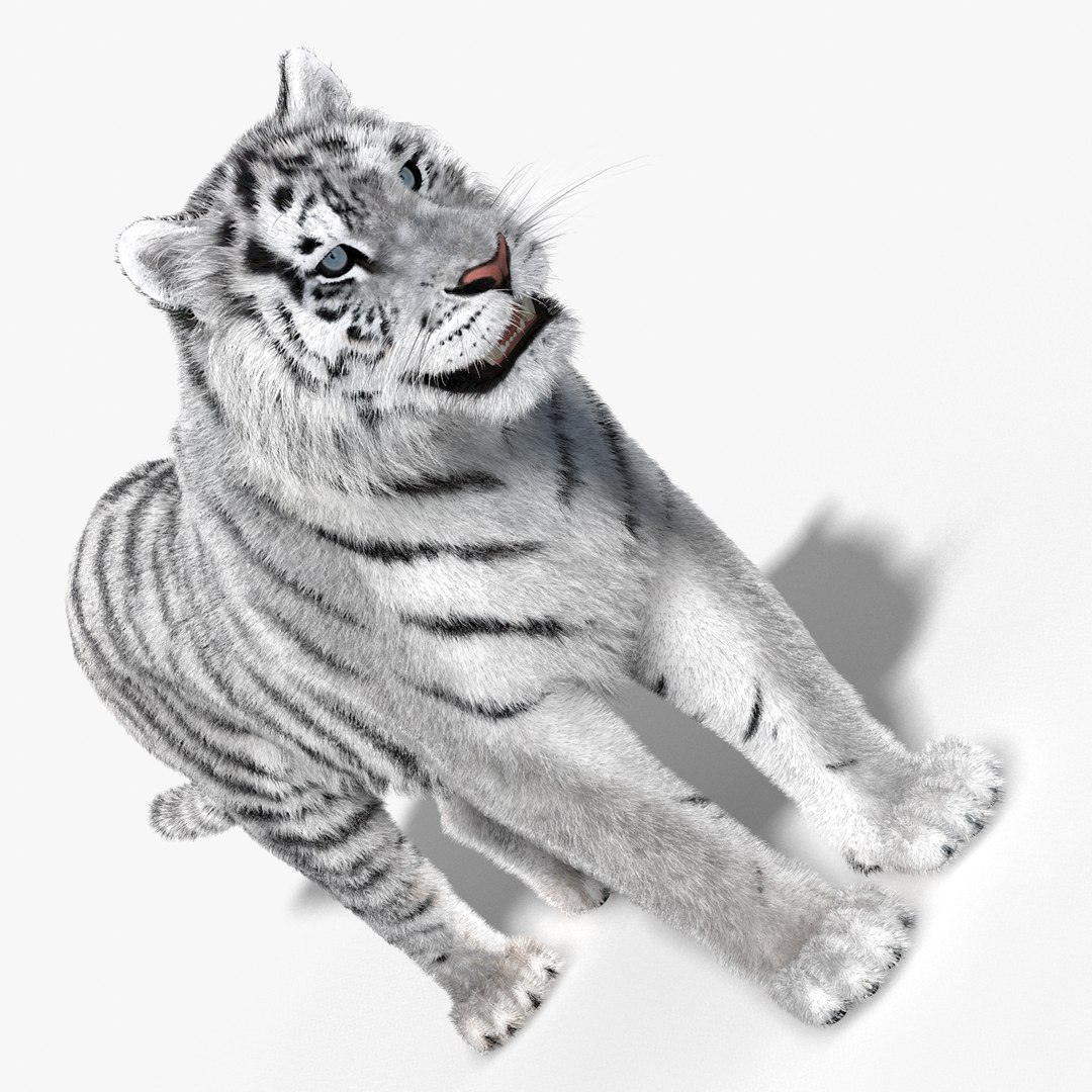 tiger white fur 3d obj https://p.turbosquid.com/ts-thumb/Yv/qlXFum/Jw7rKH5s/tiger05/jpg/1428264804/1920x1080/fit_q87/9b8cd86cdfcabb40c81202d8a27f402f163df02d/tiger05.jpg