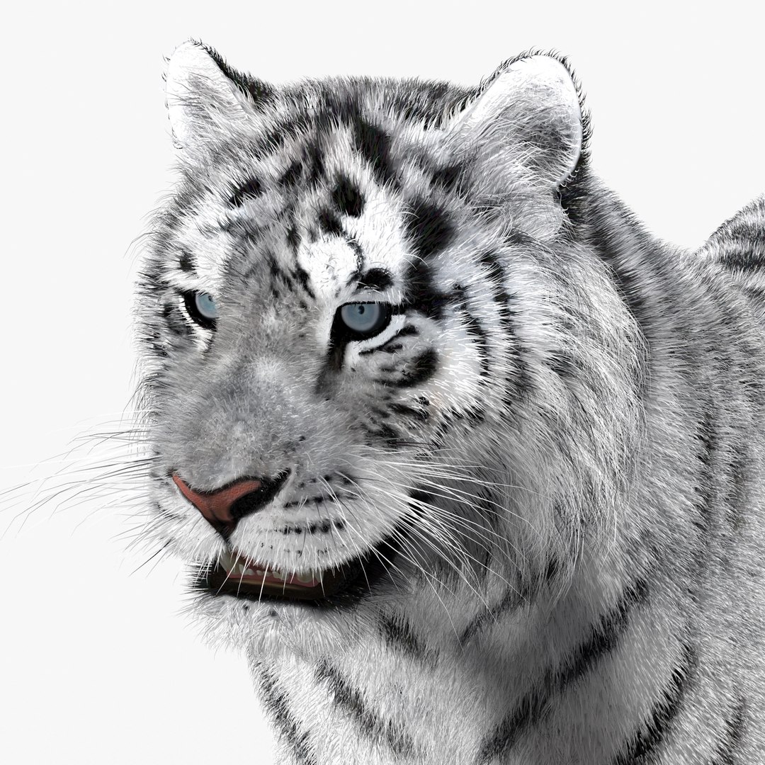 tiger white fur 3d obj https://p.turbosquid.com/ts-thumb/Yv/qlXFum/TMHk8KKv/tiger09/jpg/1428264804/1920x1080/fit_q87/e5154782c0ca93f73a8b30249d8267121cdfb6cf/tiger09.jpg