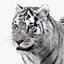 Tiger White Fur