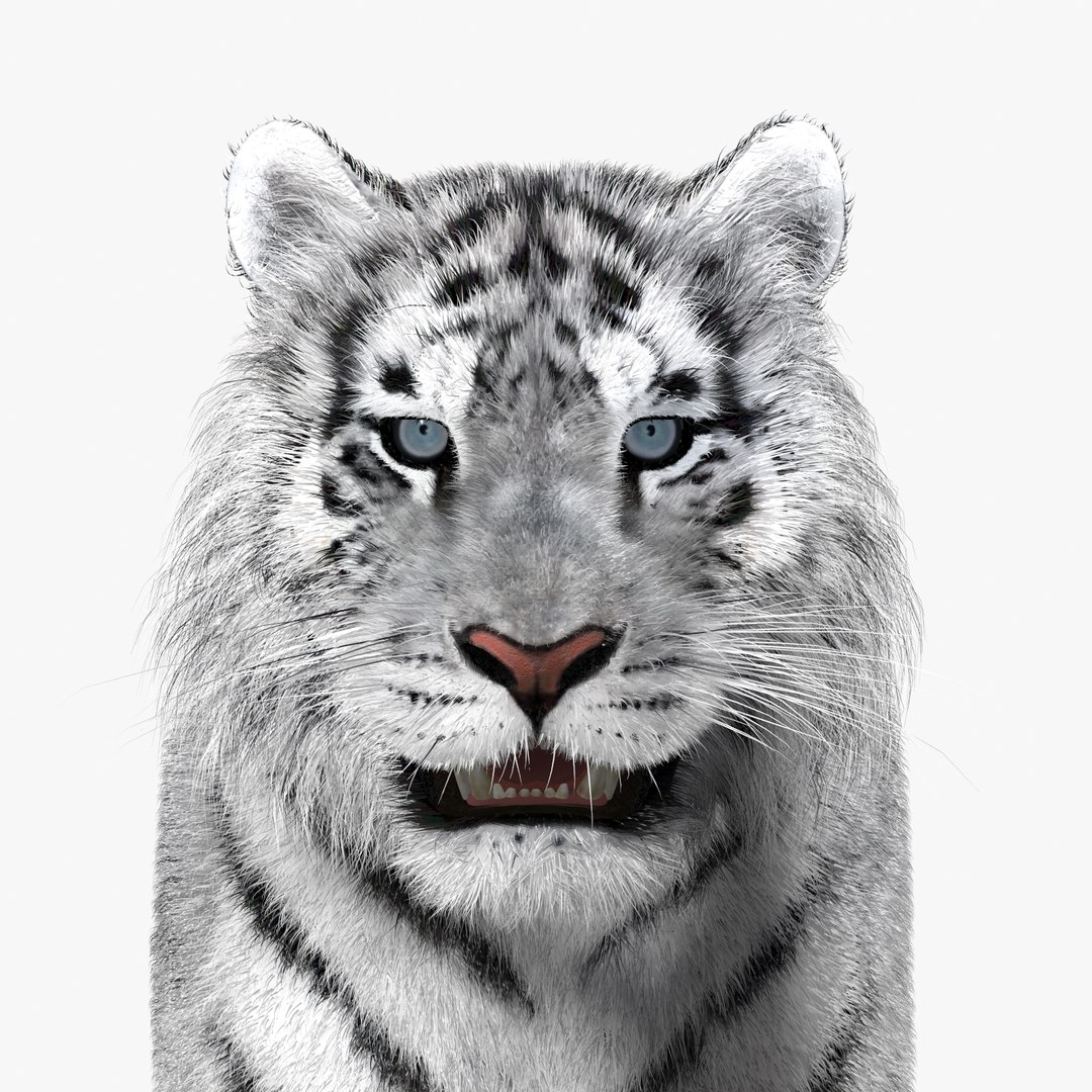 tiger white fur 3d obj https://p.turbosquid.com/ts-thumb/Yv/qlXFum/W3cXsi9m/tiger12/jpg/1428264804/1920x1080/fit_q87/fba944ab7b1a6389f63622d0aef2b7a291fd639c/tiger12.jpg