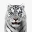 Tiger White Fur