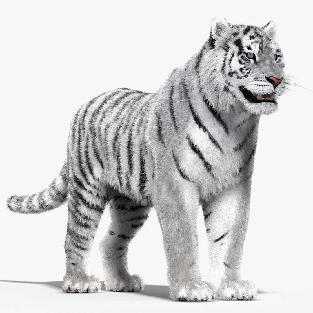 tiger white fur 3d obj https://p.turbosquid.com/ts-thumb/Yv/qlXFum/dFhJBBzt/tiger02_/jpg/1428264804/1920x1080/fit_q87/91391374147bdda5220aca8e6a99b7b02a84ae55/tiger02_.jpg
