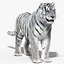 Tiger White Fur