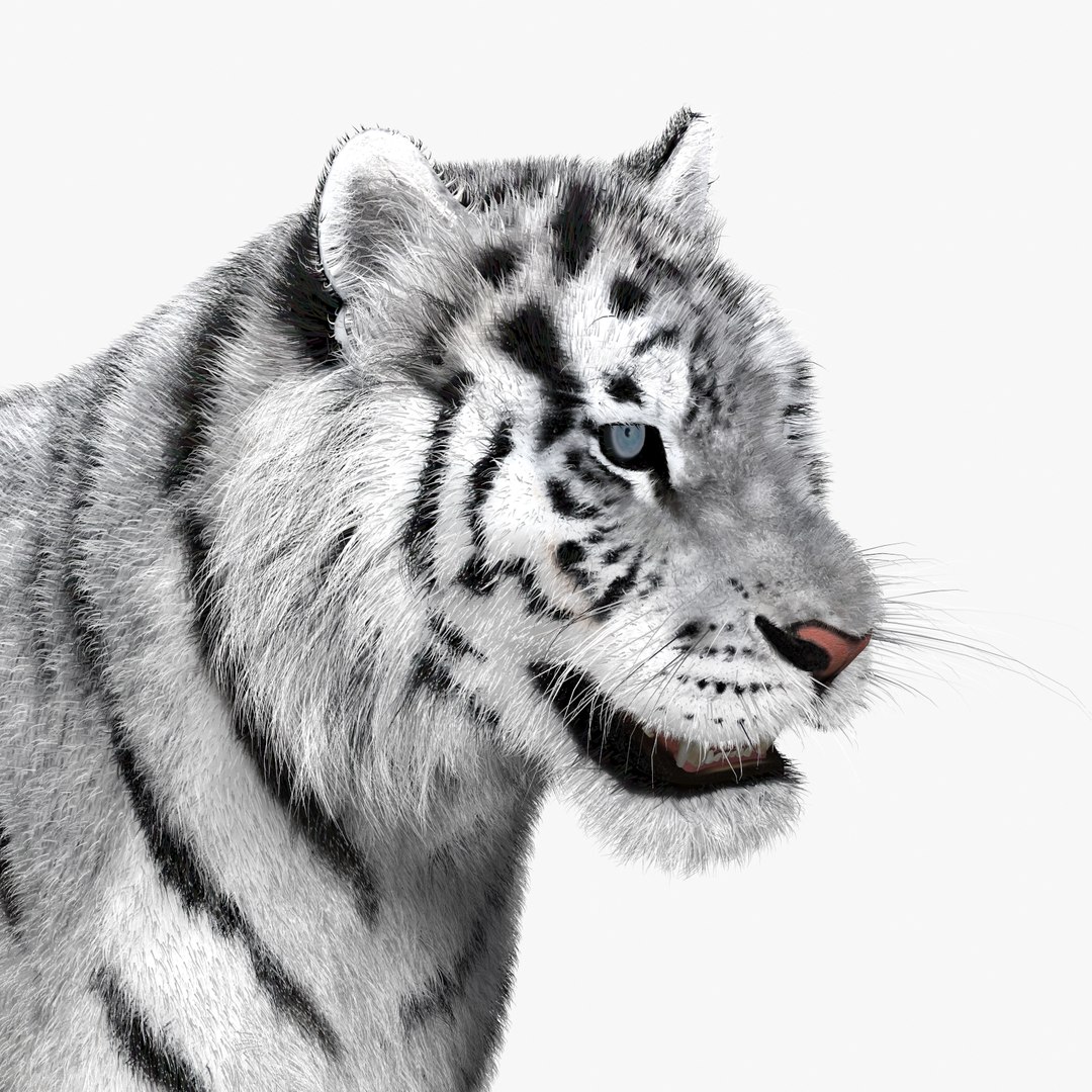 tiger white fur 3d obj https://p.turbosquid.com/ts-thumb/Yv/qlXFum/qgHKlSqQ/tiger11/jpg/1428264804/1920x1080/fit_q87/e43364561af40de6aeb1f67cbb0a25c50447214e/tiger11.jpg