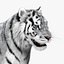 Tiger White Fur