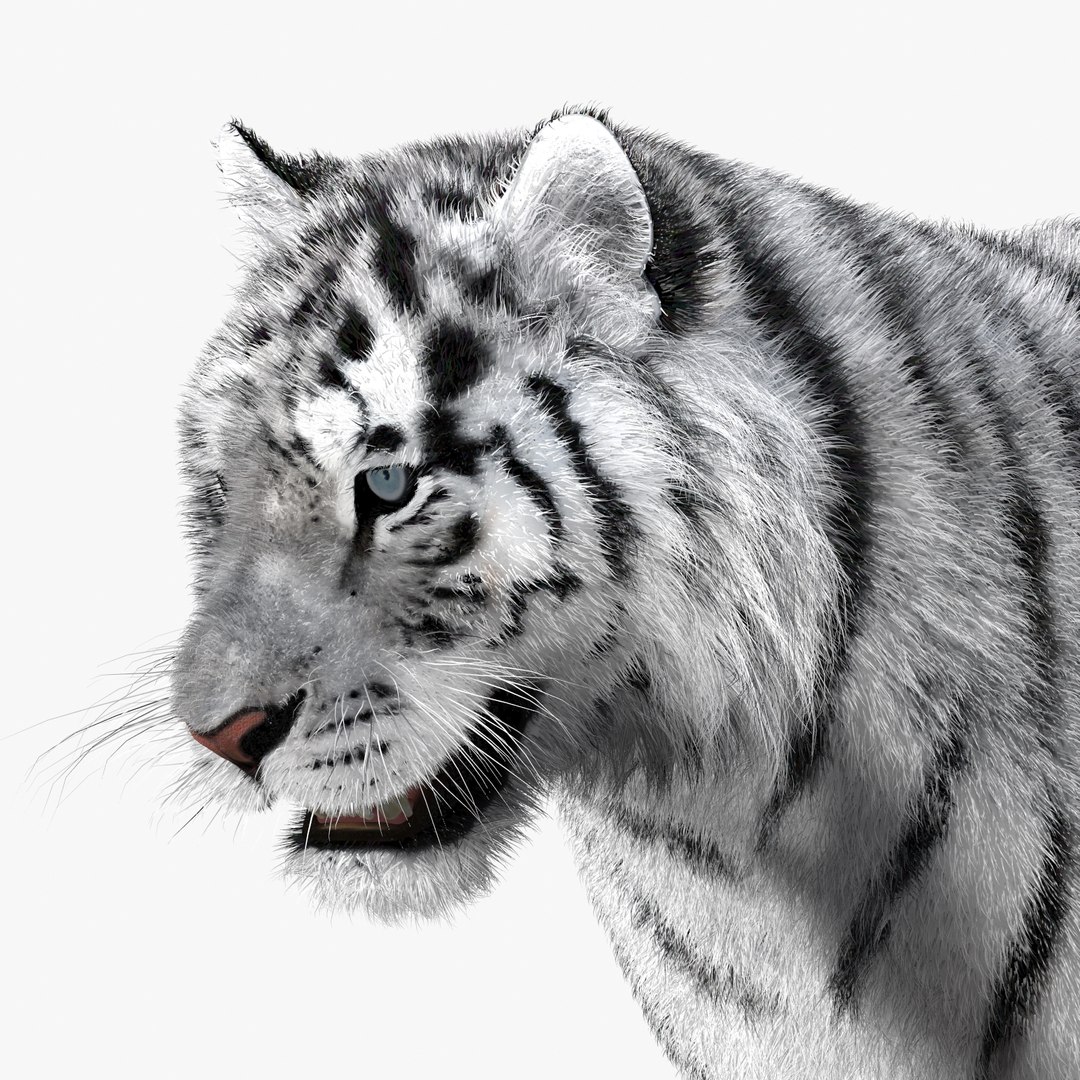 tiger white fur 3d obj https://p.turbosquid.com/ts-thumb/Yv/qlXFum/v7ha5bEv/tiger10/jpg/1428264804/1920x1080/fit_q87/faaf8e1be2d823fa845e95c98f9befc5b6877335/tiger10.jpg