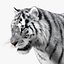 Tiger White Fur