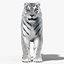 Tiger White Fur