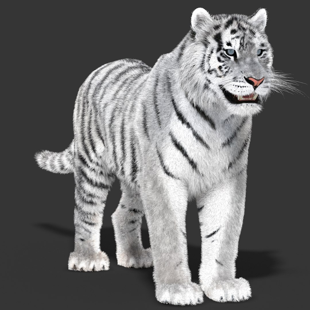 tiger white fur 3d obj https://p.turbosquid.com/ts-thumb/Yv/qlXFum/ztLF5RPx/tiger02/jpg/1428264804/1920x1080/fit_q87/593d6ba7a076112f192c3934cbec9f7e5ca4fbbe/tiger02.jpg