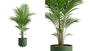 3D model Potted Areca Palm