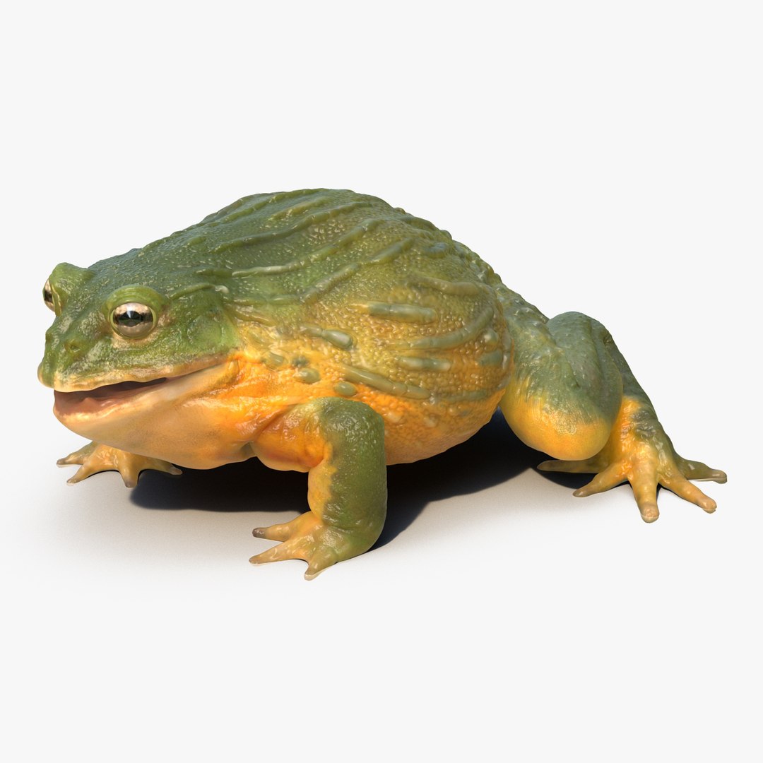 African Bullfrog Pose 3 3D model preview
