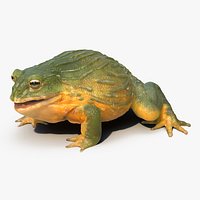 African Bullfrog Pose 3