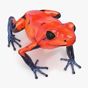 Red Poison Dart Frog Animated