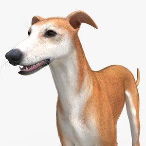 Greyhound Walking Animated Fur Rigged for Blender 3D model