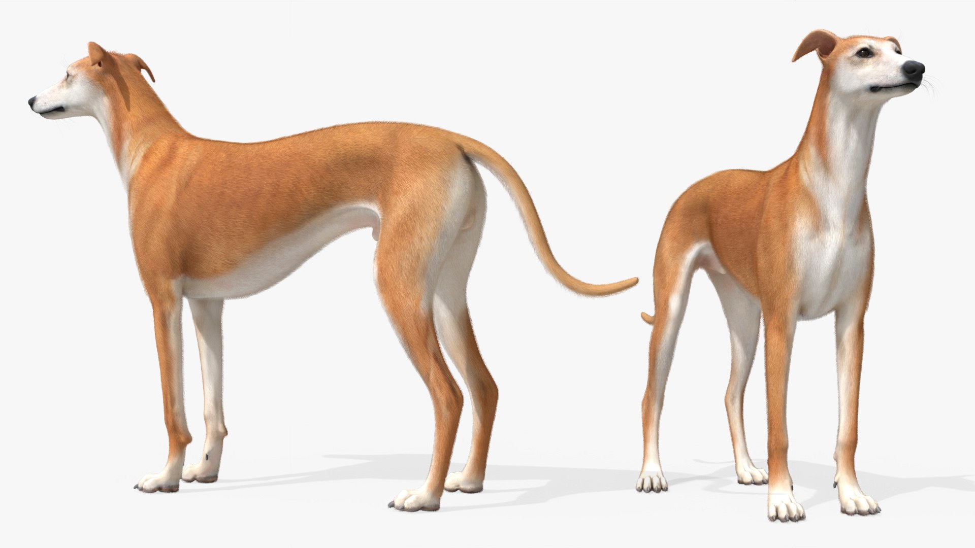 Greyhound Walking Animated Fur Rigged for Blender 3D model preview