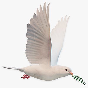 3D Dove Flying model