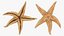 Common Starfish Collection