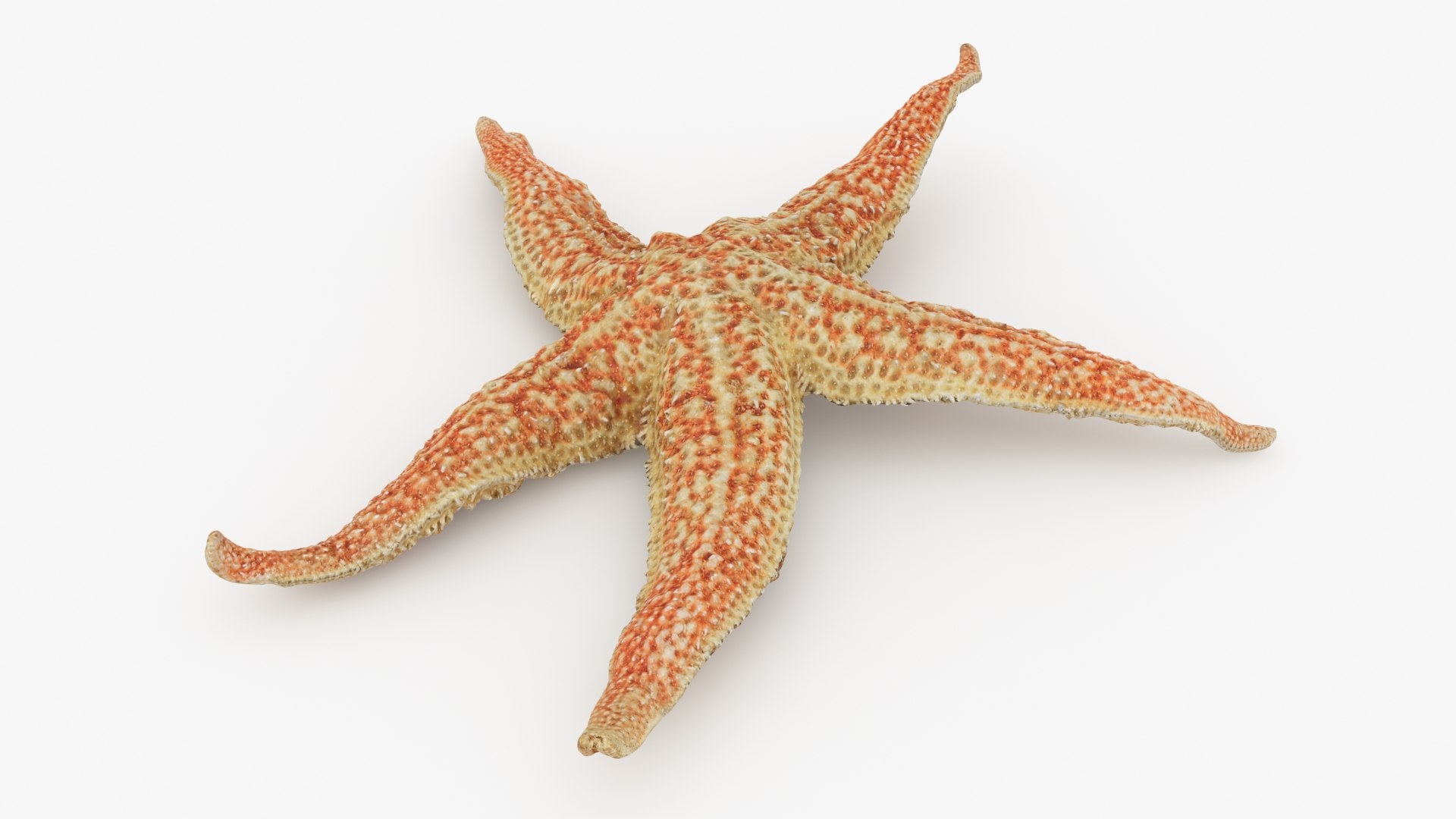 Common Starfish Collection 3D https://p.turbosquid.com/ts-thumb/Yw/EntxVg/85/commonstarfish1_b0004/jpg/1742023840/1920x1080/fit_q87/2a76d441715aa40bb5591eec1a228aed17a03cc5/commonstarfish1_b0004.jpg