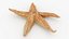 Common Starfish Collection