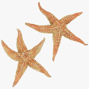 Common Starfish Collection 3D