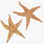 Common Starfish Collection