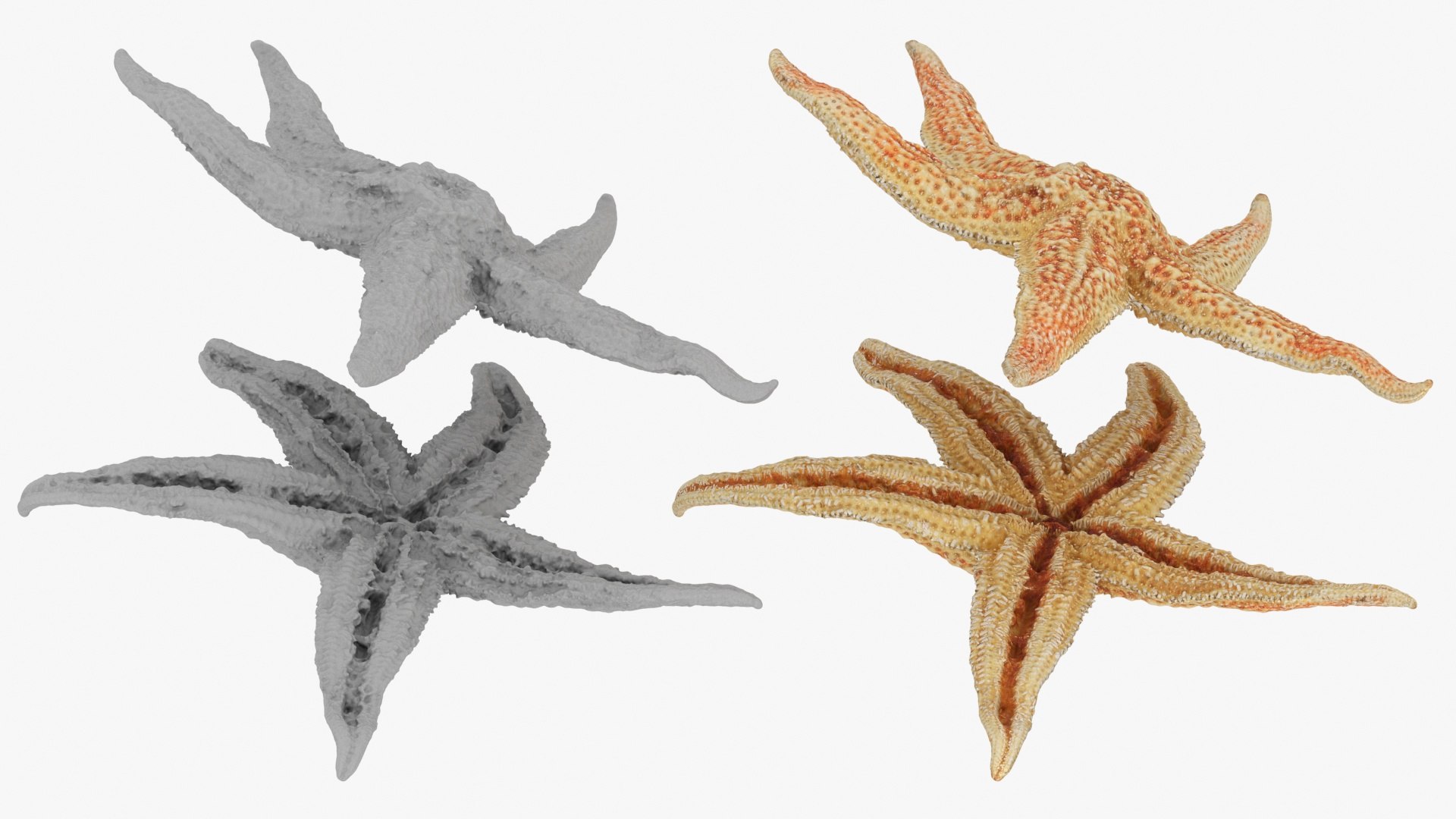 Common Starfish Collection 3D https://p.turbosquid.com/ts-thumb/Yw/EntxVg/s5/commonstarfish2_a0003/jpg/1742023844/1920x1080/fit_q87/9af68ac00fc5c5fee69d1d323a795b549e52b14c/commonstarfish2_a0003.jpg