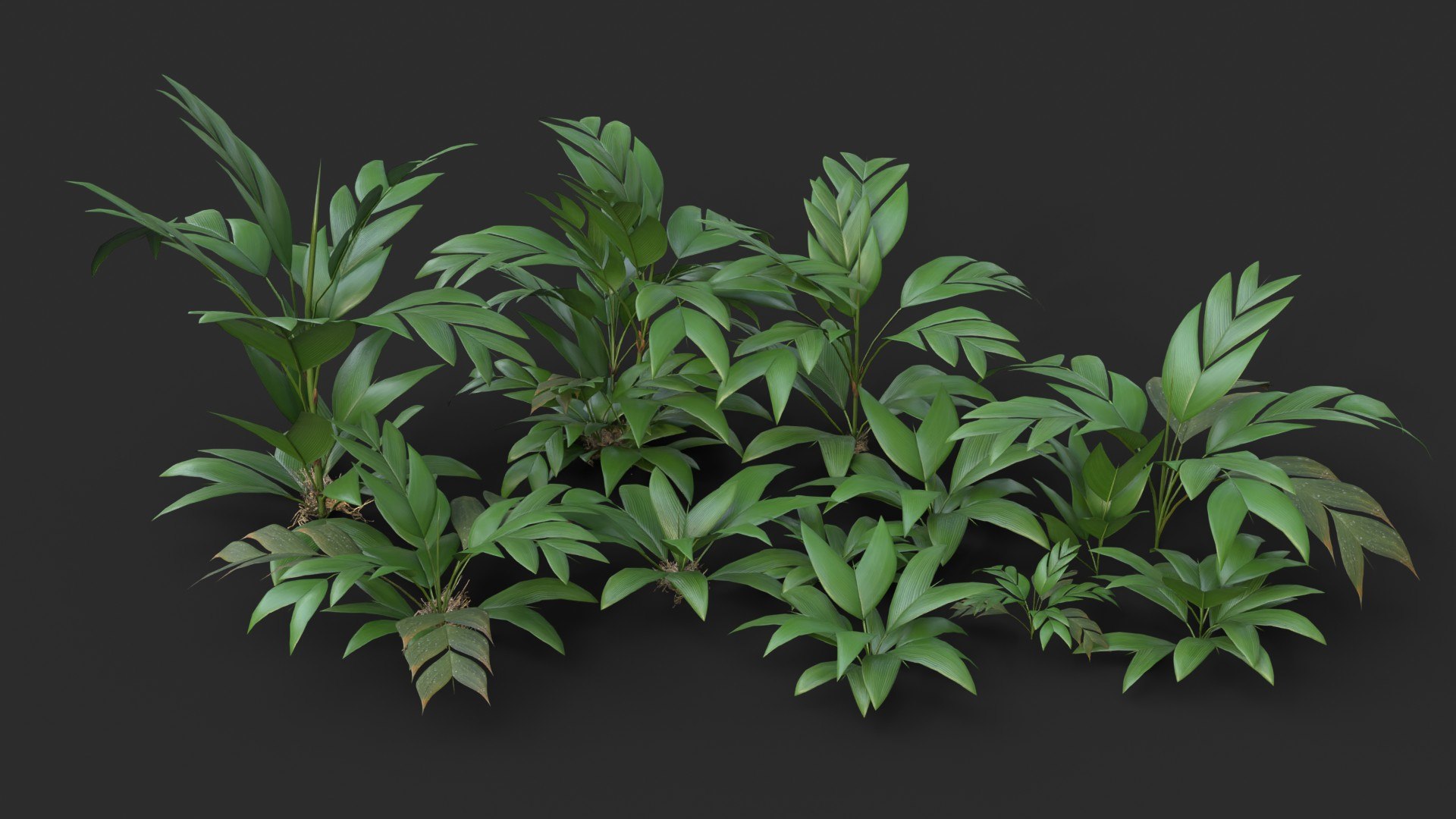 Modular Tasi Palm Trees - Geonoma Baculifera 3D model https://p.turbosquid.com/ts-thumb/Yw/He7jSs/SF/render_0000/jpg/1702324297/1920x1080/fit_q87/3e63f91cd740c320d4dff84b0e991f5ca47ad4f9/render_0000.jpg