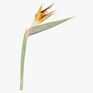 Queen Bird of Paradise Mzimvubu Craneflower Strelitzia Reginae Remastered