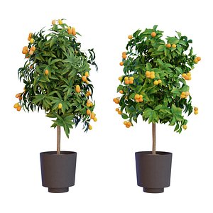 A Collection of Citrus Tree Models
