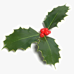 Holly