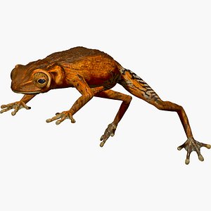 3d brown tree frog model