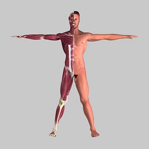 male human anatomy skeleton 3d model
