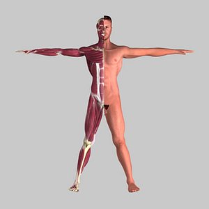 Complete Anatomical Adult Male