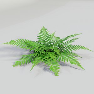 Fern