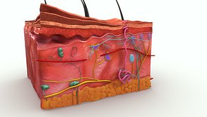 Skin Anatomy