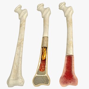 3D model Bone Marrow Anatomy