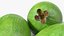 Prato de Frutas Feijoa