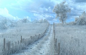 Winter Snow Path Tree 3D model